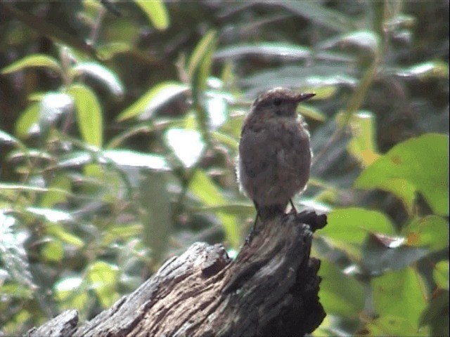 Dusky Robin - ML201559711