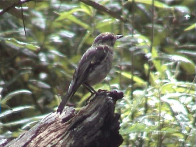 Dusky Robin - ML201559721