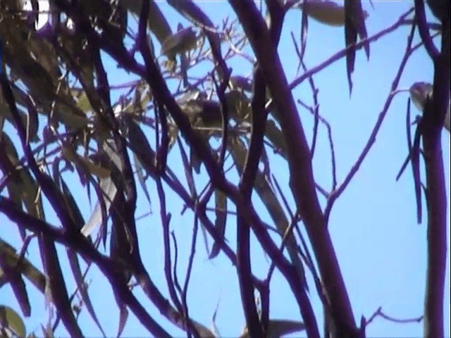 Tasmanya Panterkuşu - ML201559741