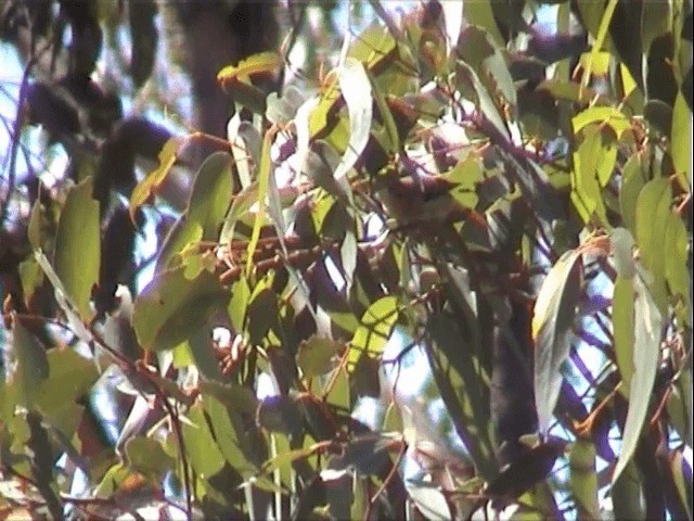 Tasmanya Panterkuşu - ML201559761