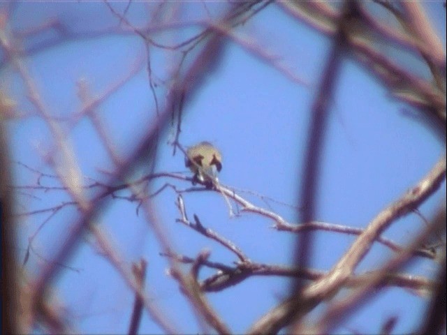 Blue-winged Parrot - ML201559821