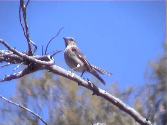 Dusky Robin - ML201559831