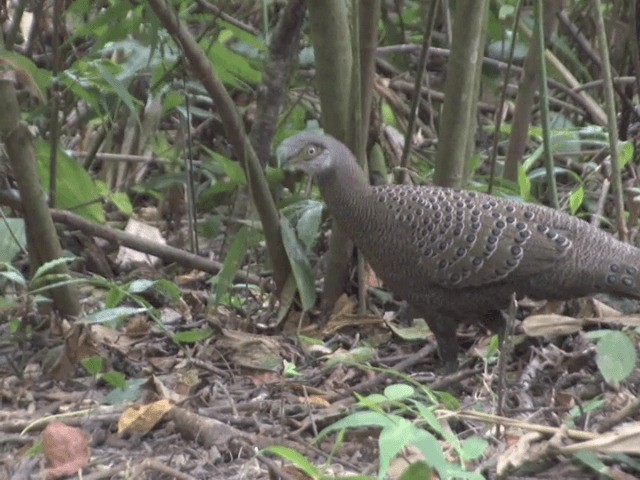 Éperonnier chinquis - ML201559891