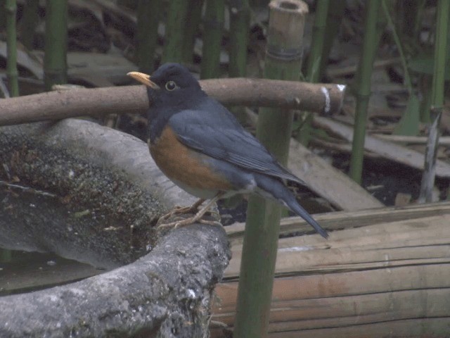 Black-breasted Thrush - ML201559911