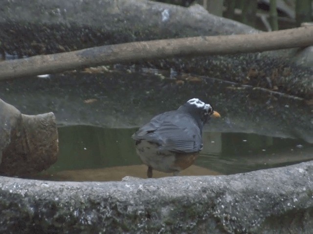 Black-breasted Thrush - ML201559921