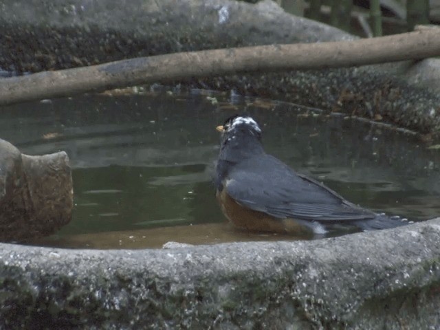 Black-breasted Thrush - ML201559931