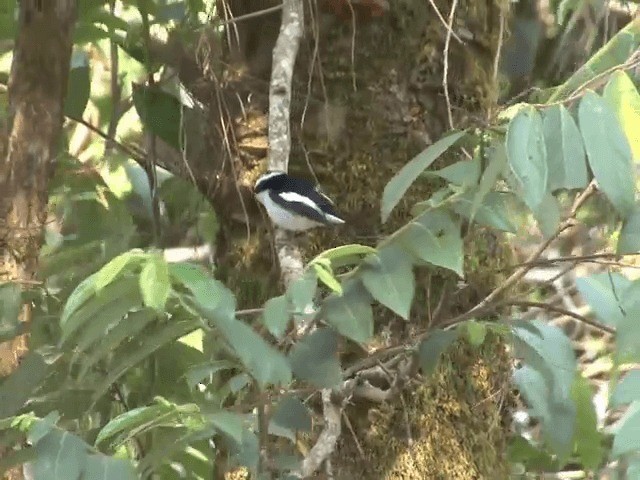 Little Pied Flycatcher - ML201559981