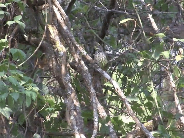 Striated Bulbul - ML201559991