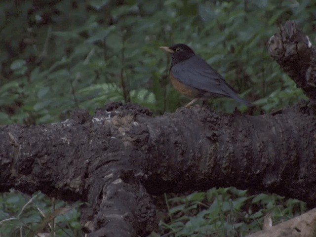 Black-breasted Thrush - ML201560061