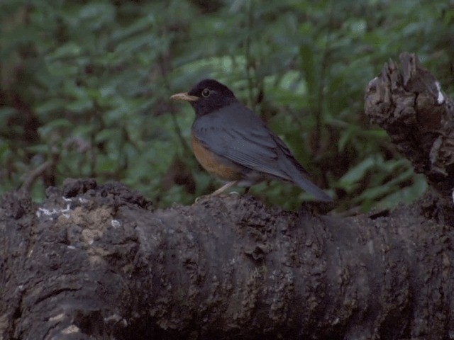 Black-breasted Thrush - ML201560071