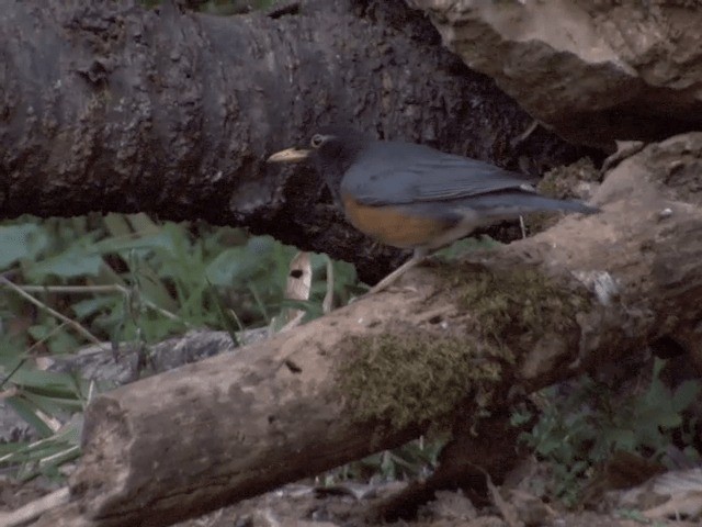 Black-breasted Thrush - ML201560091