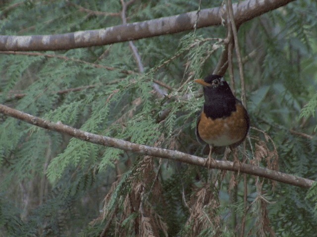 Black-breasted Thrush - ML201560101