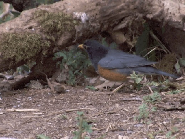 Black-breasted Thrush - ML201560141