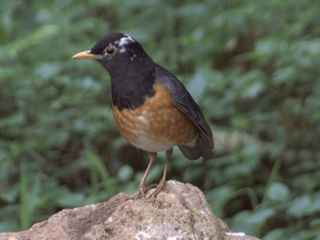 Black-breasted Thrush - ML201560151