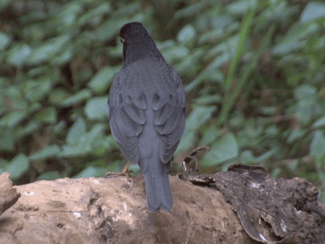 Black-breasted Thrush - ML201560161