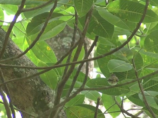 Golden-faced Tyrannulet (Coopmans's) - ML201560171