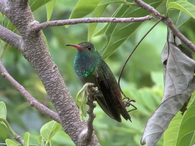 rusthalekolibri (tzacatl gr.) - ML201560251