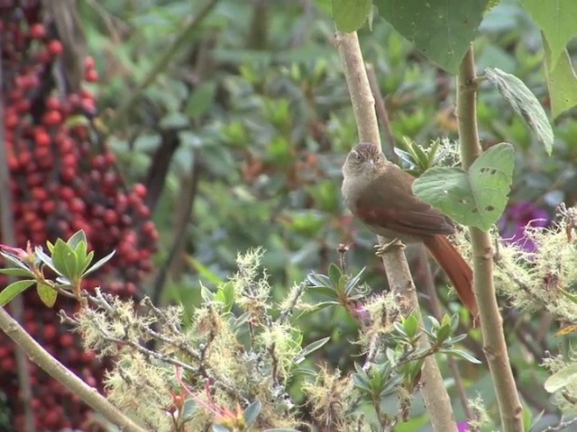 Streak-capped Spinetail - ML201560271