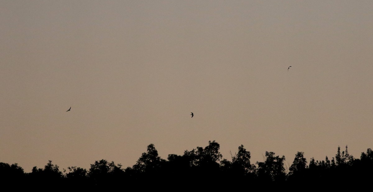 Common Nighthawk - Jay McGowan