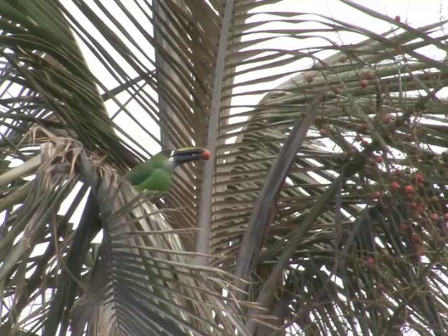 Southern Emerald-Toucanet (Santa Marta) - ML201560351