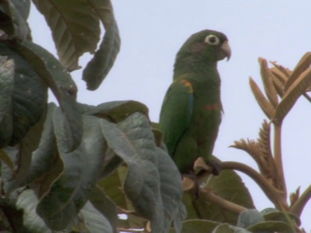 Santa Marta Parakeet - ML201560371