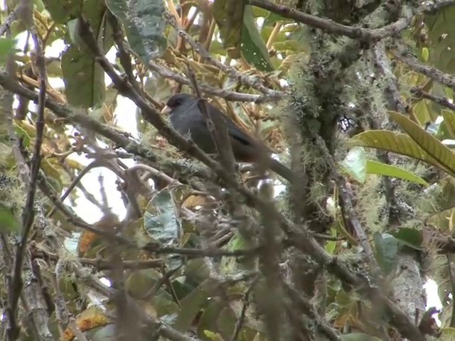 Paramo Seedeater - ML201560381