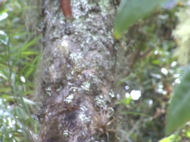 Montane Woodcreeper - ML201560391