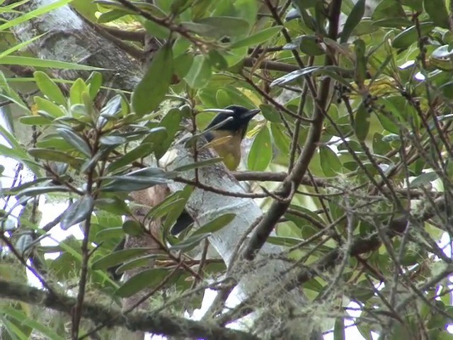 Buff-breasted Mountain Tanager (Carriker's) - ML201560401