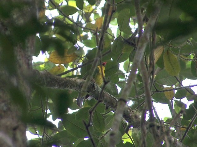 Cotinga à poitrine d'or - ML201560471