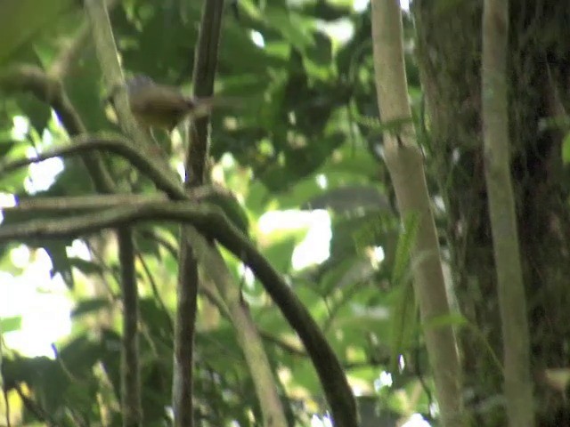 White-lored Warbler - ML201560491