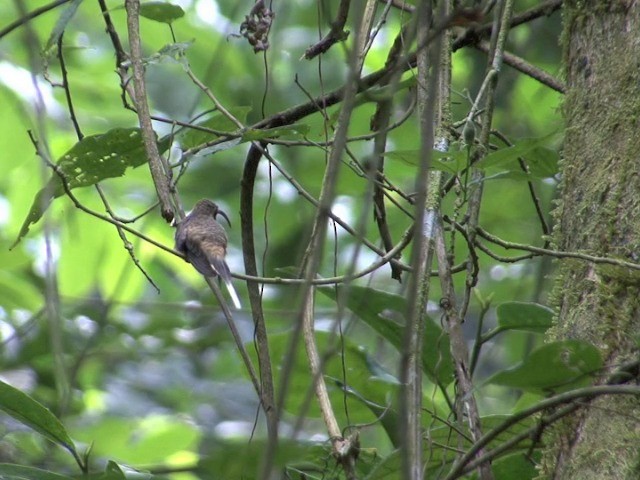Длинноклювый колибри-отшельник [группа longirostris] - ML201560501
