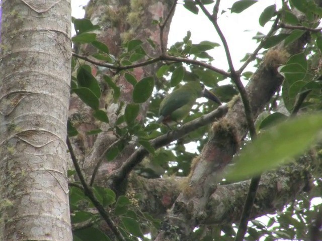 Groove-billed Toucanet (Yellow-billed) - ML201560511