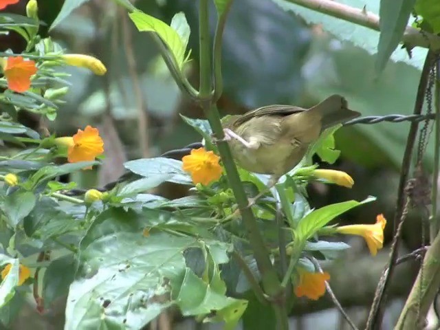 Rusty Flowerpiercer - ML201560531