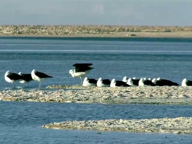 Andean Avocet - ML201560591