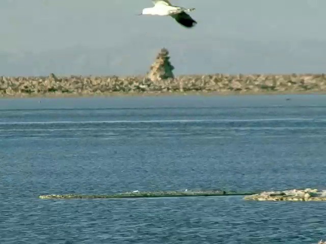 Andean Avocet - ML201560601