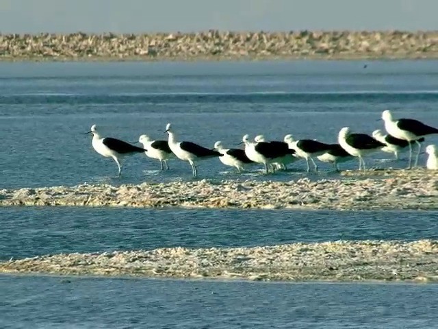 Andean Avocet - ML201560611