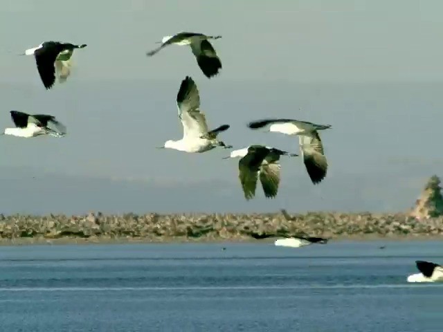 Avocette des Andes - ML201560621