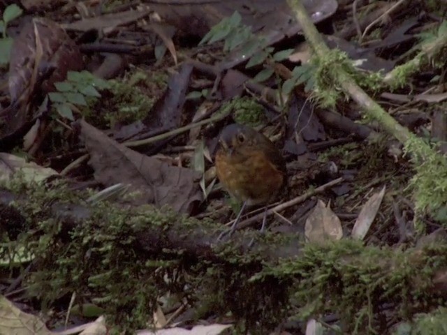 Slate-crowned Antpitta (Slate-crowned) - ML201560701