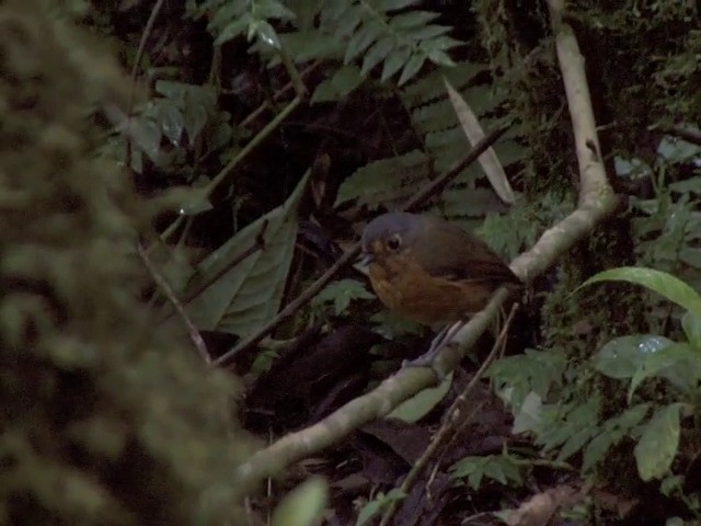 Slate-crowned Antpitta (Slate-crowned) - ML201560711