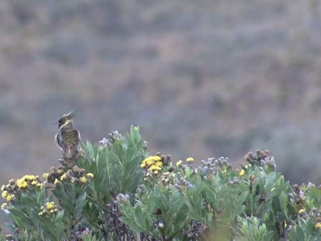 Colibrí Chivito del Nevado del Ruiz - ML201560751