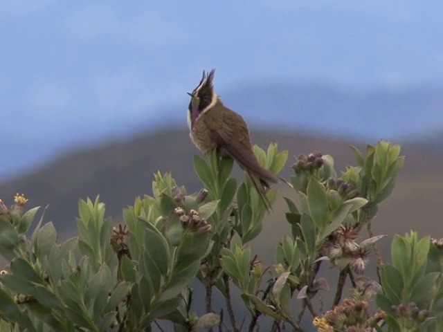 Colibrí Chivito del Nevado del Ruiz - ML201560771