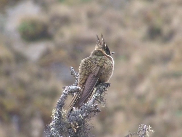 Colibrí Chivito del Nevado del Ruiz - ML201560781