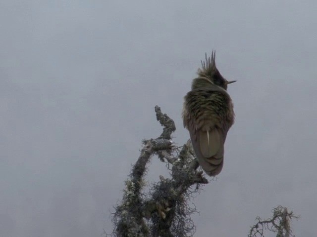 Nevado Del Ruiz Sorguçlusu - ML201560801