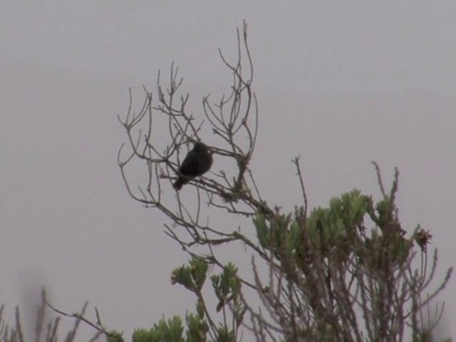 Black Flowerpiercer - ML201560821