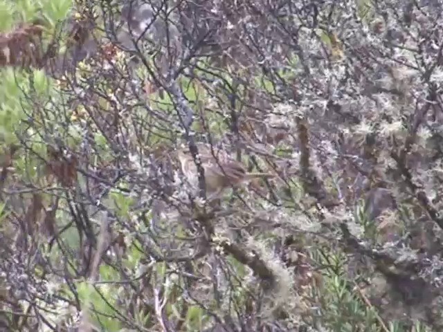 Grass Wren (Paramo) - ML201560831