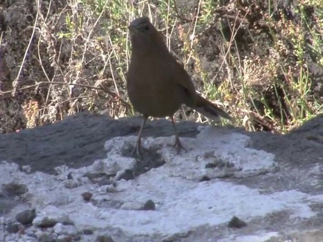 Streaked Laughingthrush - ML201560891