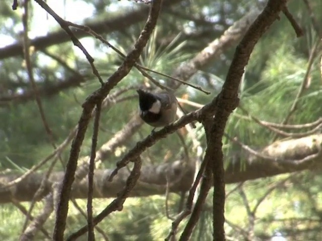 Coal Tit (Black-crested) - ML201560901