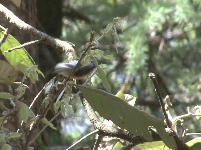 White-tailed Nuthatch - ML201560921