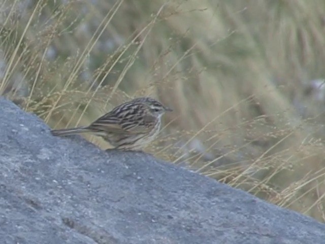 Pipit montagnard - ML201560991