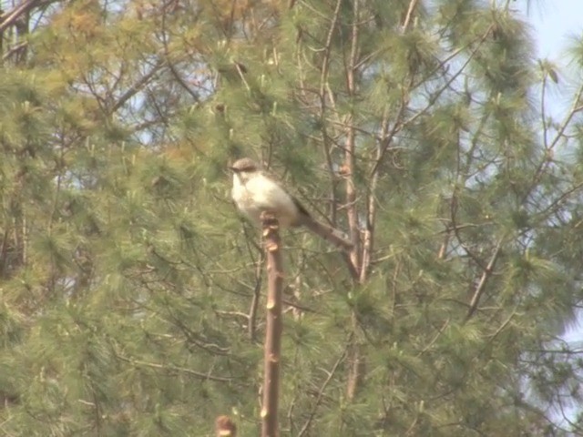 Gray-breasted Prinia - ML201561041